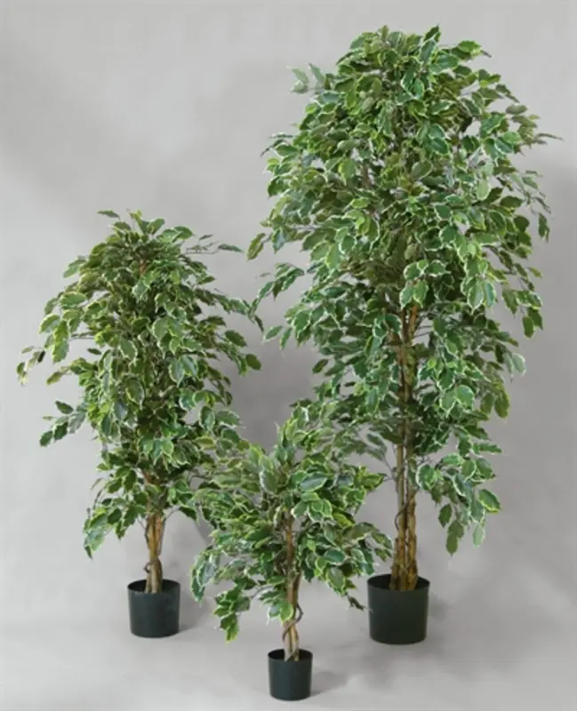 Kunstig ficus golden træ - H: 110 cm.
