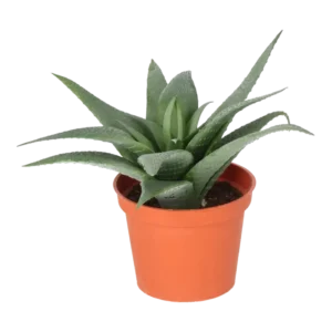 Kunstig Kaktus Aloe Vera H: 11 cm.