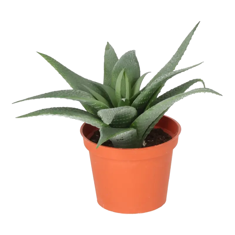 Kunstig Kaktus Aloe Vera H: 11 cm.