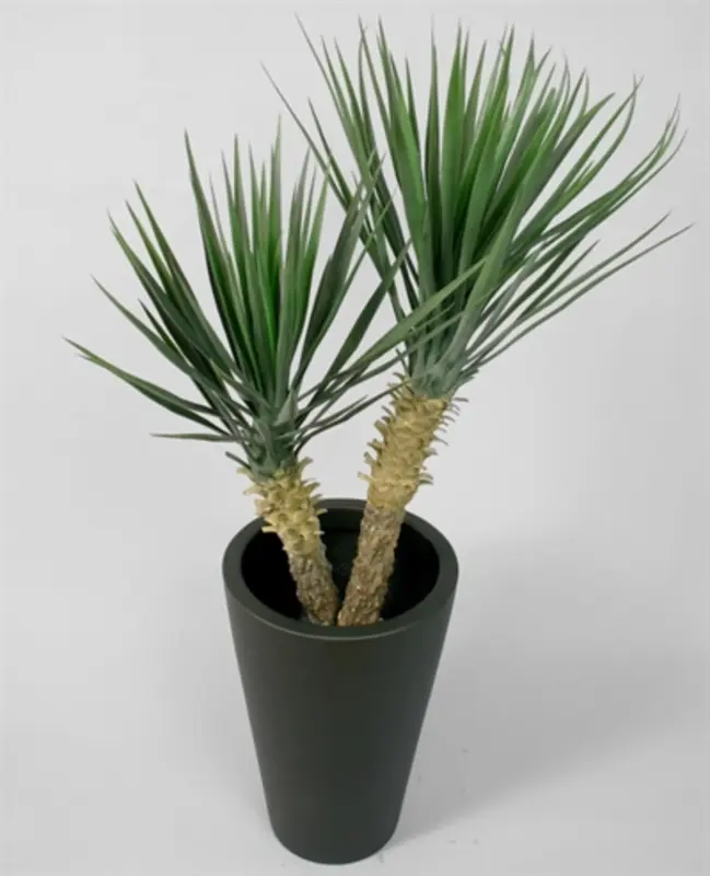 Kunstig rostrata palme med 2 stammer - H: 100 cm.