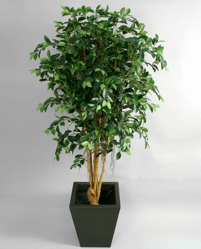 Kunstig ficus Retusa - H: 170 cm.