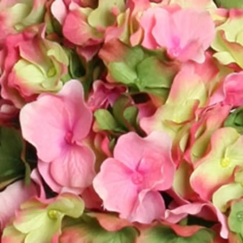 Kunstig hortensia stilk i lyserød/lime - L: 50 cm.