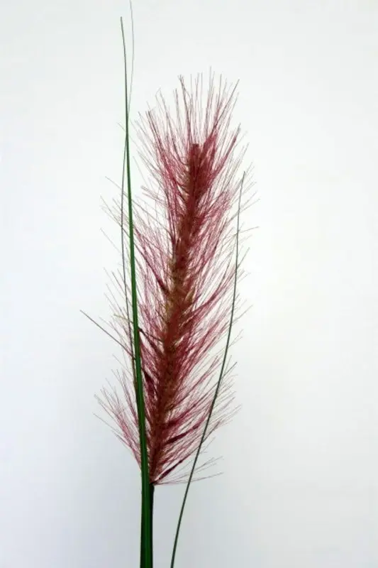 Kunstig Ethiopian græs stilk L: 140 cm.