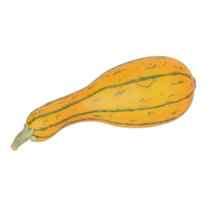 Kunstig squash L: 16.