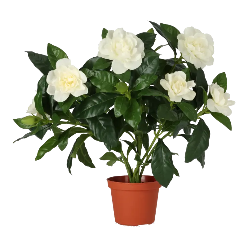 Kunstig gardenia hvid - H: 32 cm.