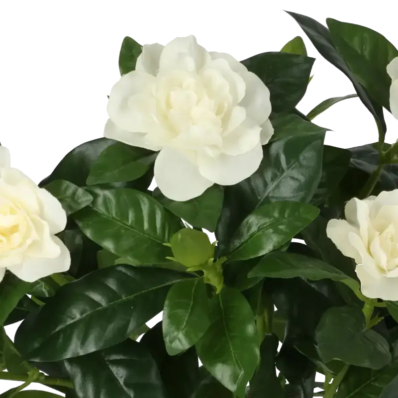 Closeup af Kunstig gardenia hvid H: 32 cm.