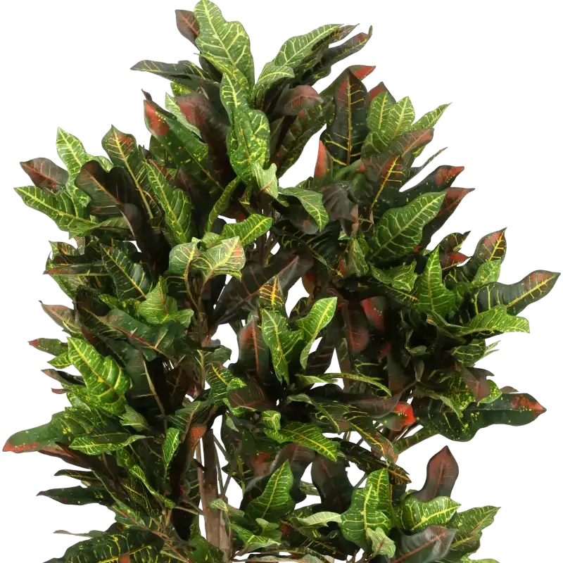 Closeup af Kunstig croton træ H: 140 cm.