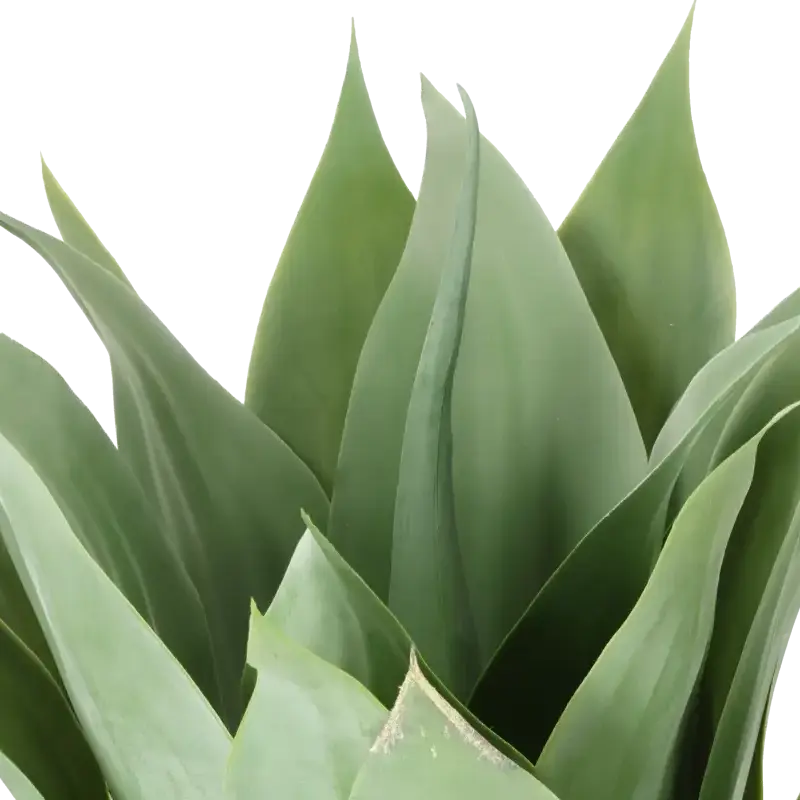 Closeup af Kunstig Giant Agave - H 45 cm.