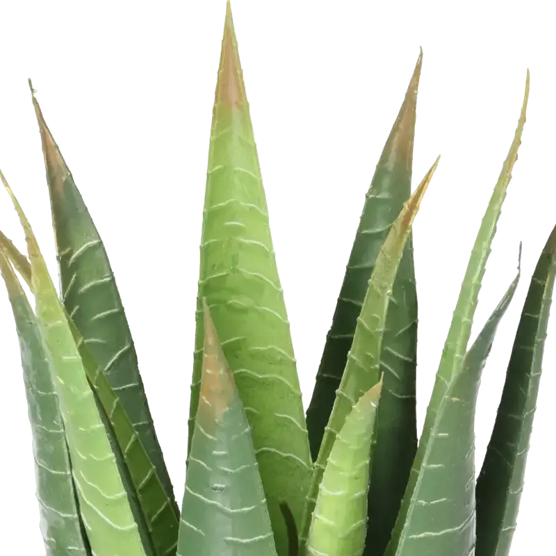 Closeup af Kunstig aloe vera busk.
