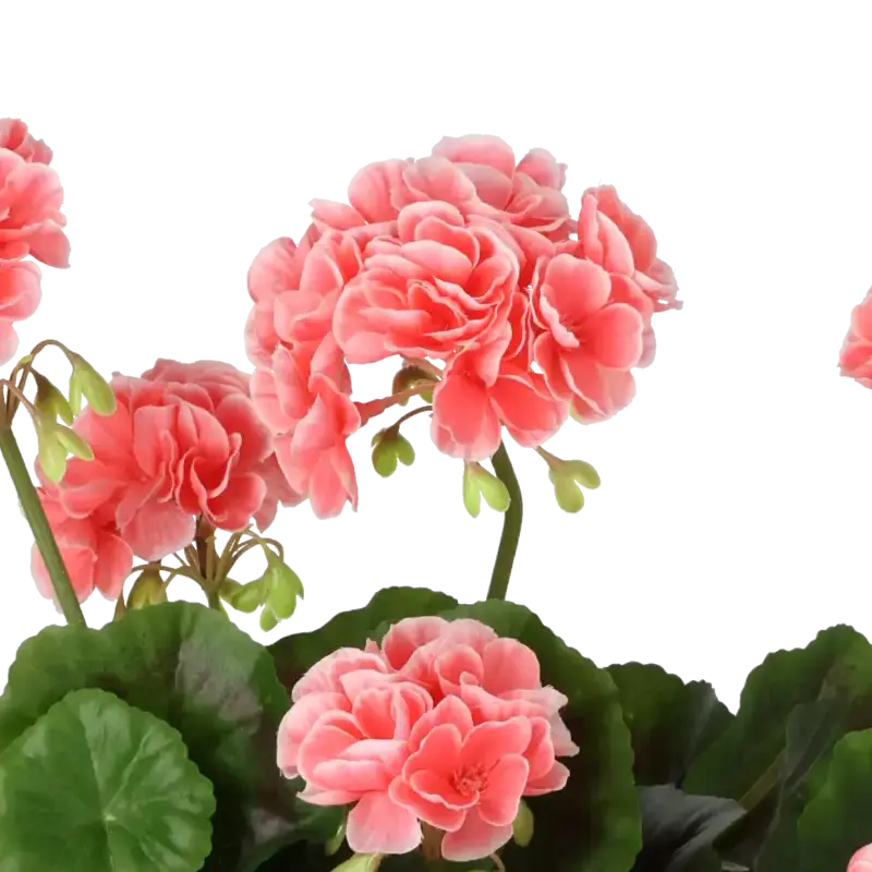Closeup af Kunstig pelargonie rosa H: 35 cm.