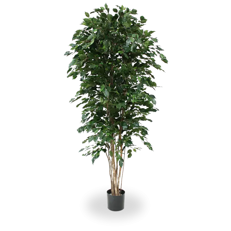Kunstig ficus exotica træ - H: 210 cm.