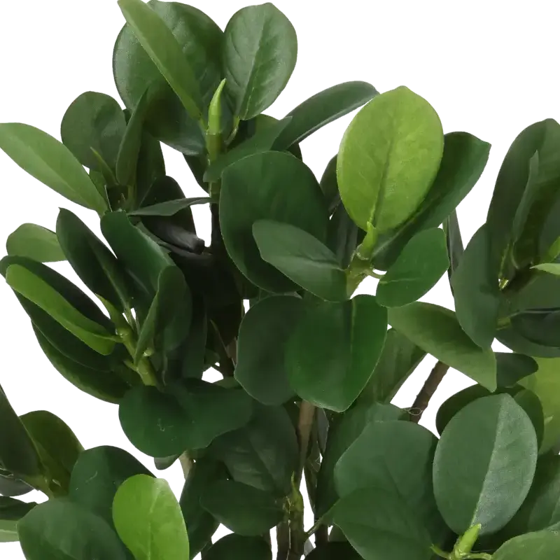 Closeup af Kunstig ficus panda - H: 30cm.