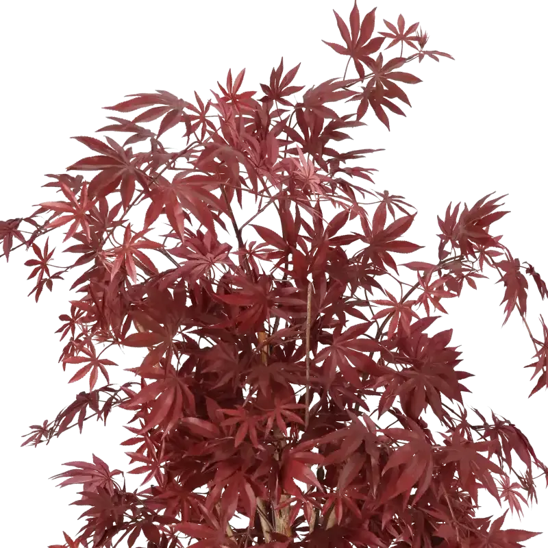 Closeup af Kunstig ahorntræ rød H: 140 cm.