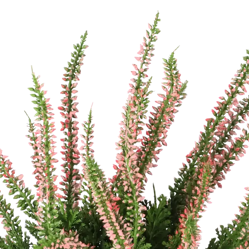 Closeup af Kunstig lyng plante lyslilla H: 25 cm.