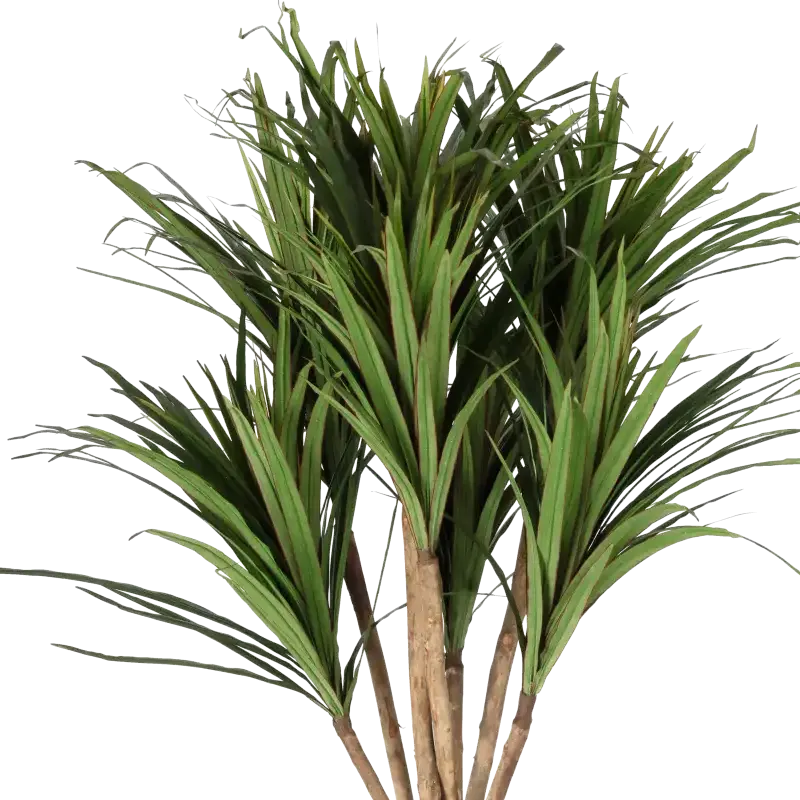 Closeup af Kunstig dracena palme H: 160 cm.