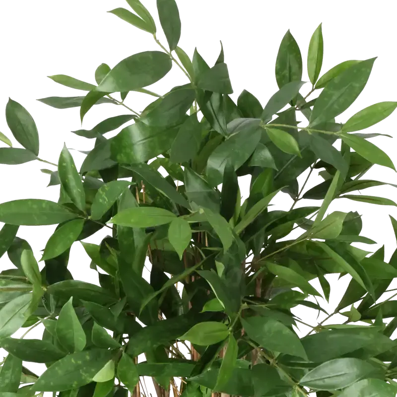 Closeup af Kunstig Dracaena Surculosa - H: 120 cm.