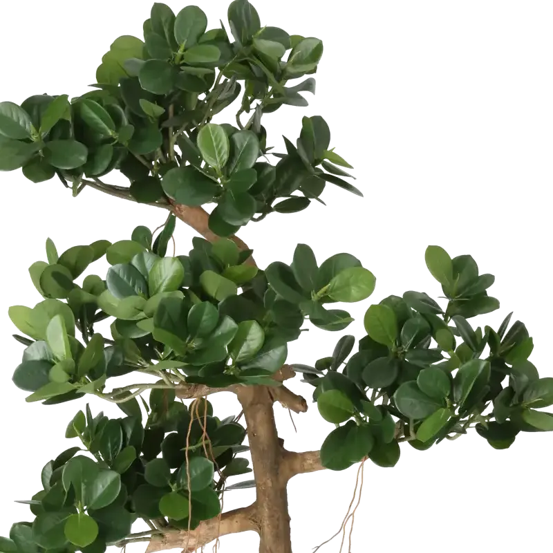 Closeup af Kunstig Ficus panda H: 140 cm.