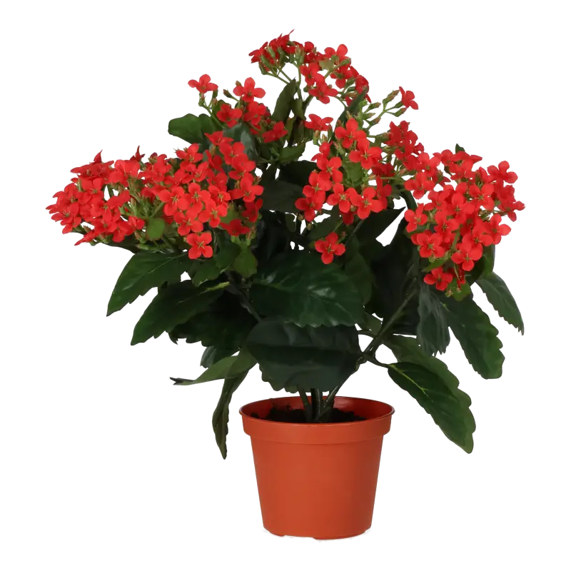Kunstig kalanchoe rød - H: 30 cm.