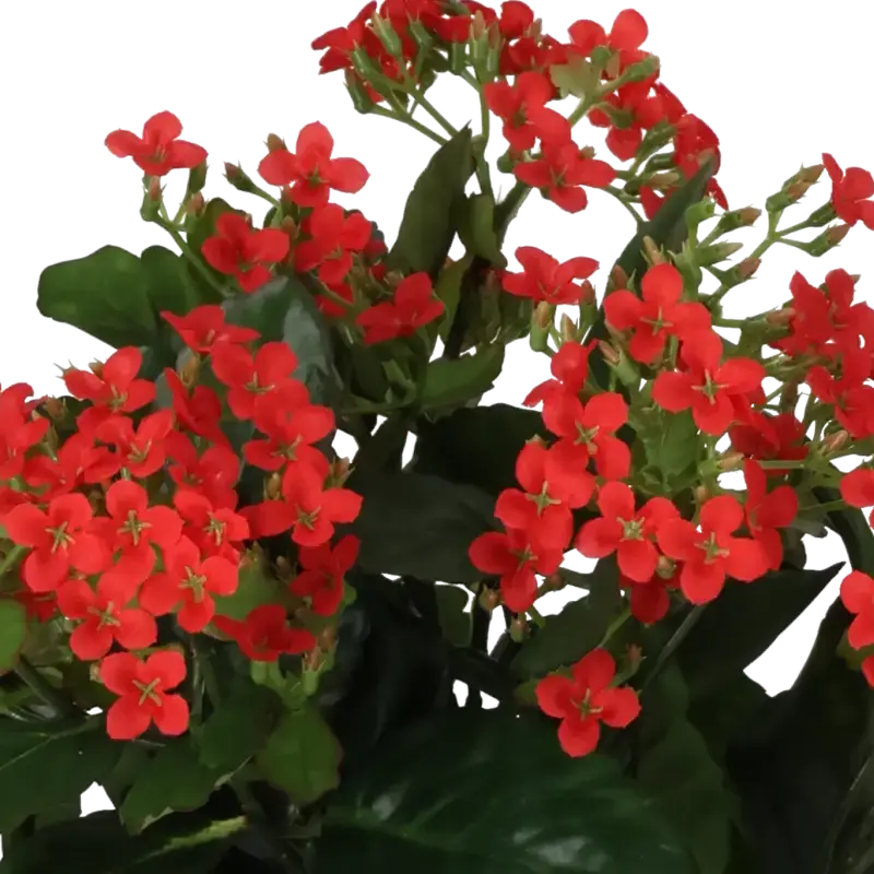 Closeup af Kunstig kalanchoe rød H: 30 cm.