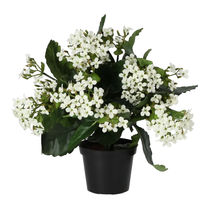 Kunstig Kalanchoe hvid - H: 30 cm.