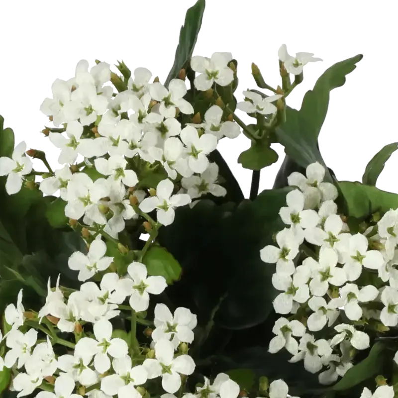 Closeup af Kunstig Kalanchoe hvid H: 30 cm.