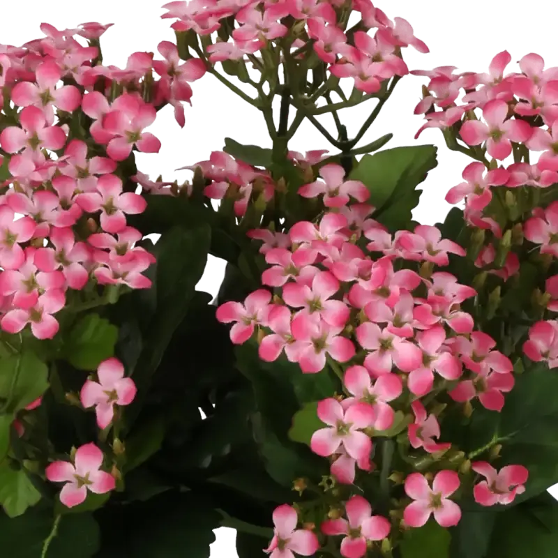 Closeup af Kunstig Kalanchoe rosa H: 30 cm.