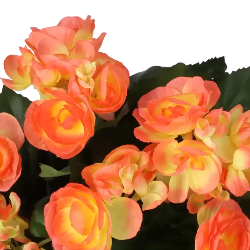 Closeup af Kunstig begonia i mørk orange H: 30 cm.