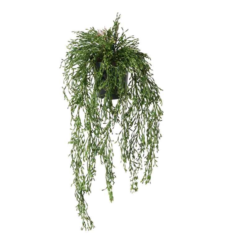 Kunstig rhipsalis hængeplante - L: 65 cm.