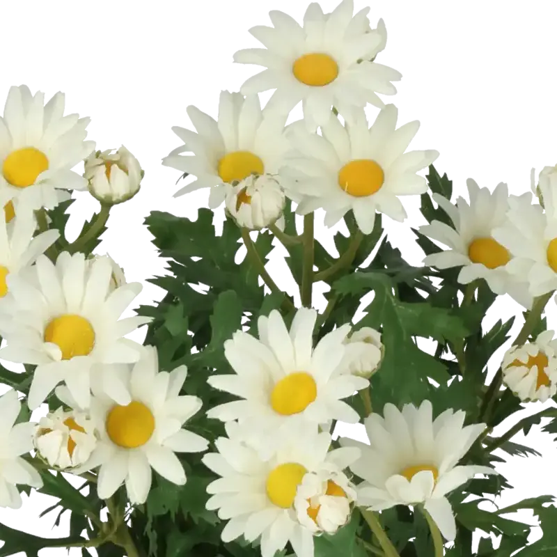 Closeup af Kunstig marguerit hvid H: 35 cm.