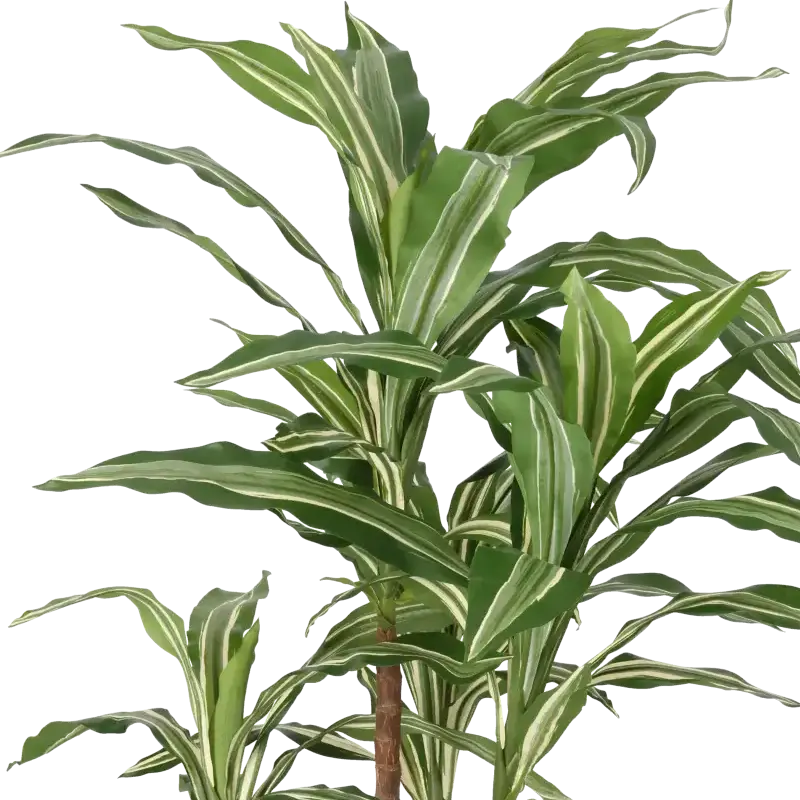 Closeup af Kunstig Dracaena - H: 80 cm.