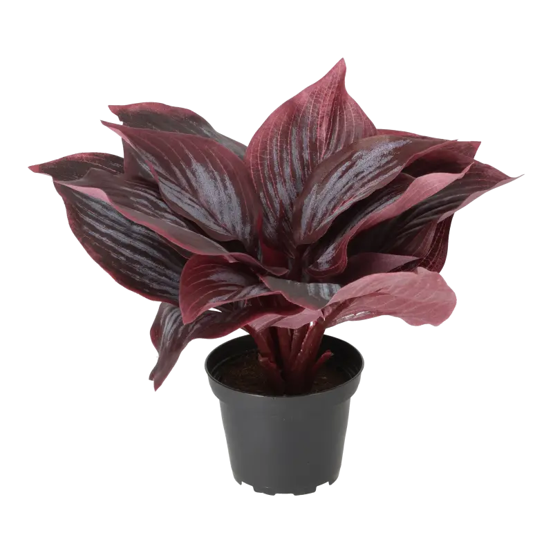 Kunstig vinrød Hosta i potte - 20 cm.