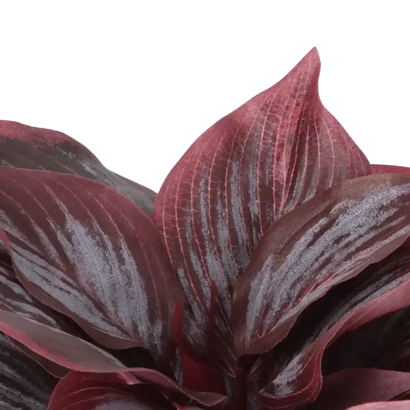 Closeup af Kunstig vinrød Hosta i potte 20 cm.
