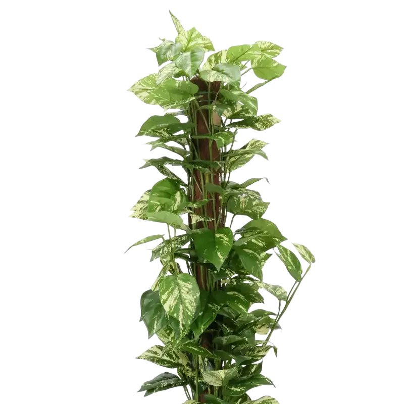 Closeup af Kunstig pothos ranke på stamme - H: 150 cm.
