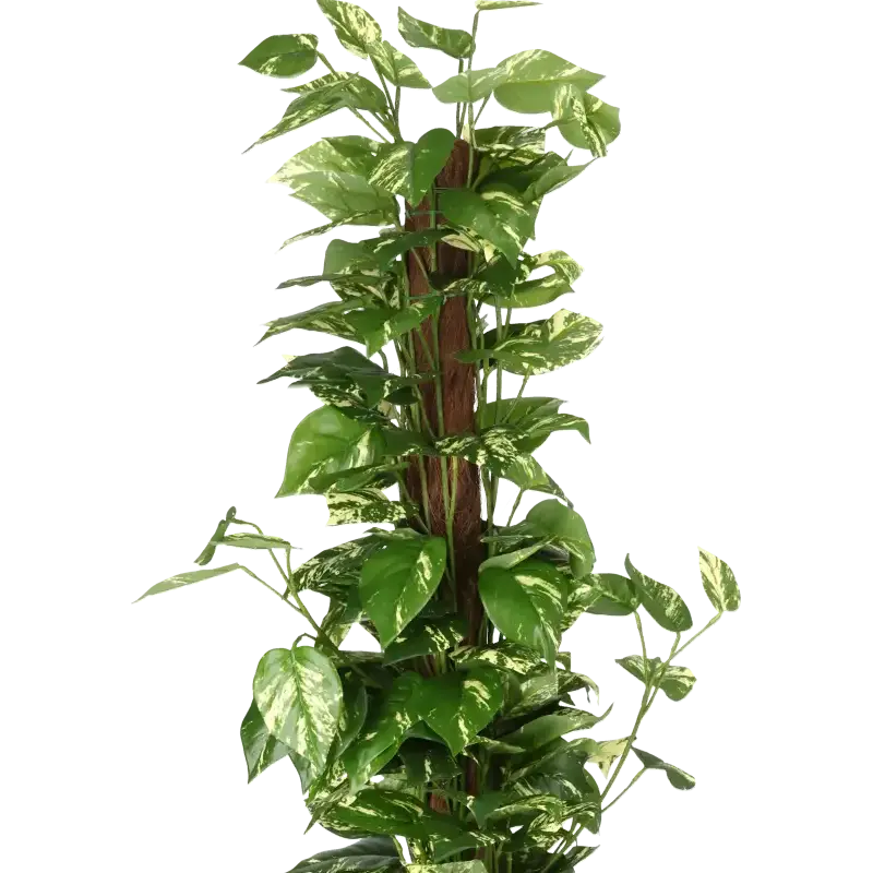 Closeup af Kunstig pothos ranke på stamme H: 150 cm.