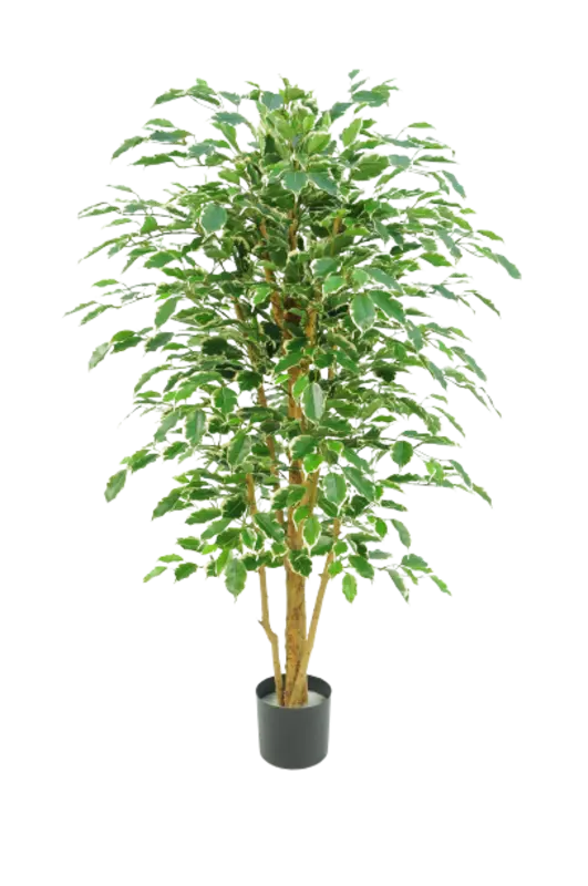 Kunstig ficus benjamina golden green - H: 200 cm.