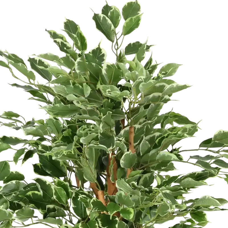 Closeup af Kunstig ficus benjamina golden green H: 110 cm.