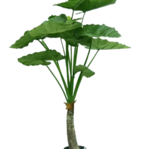 Kunstig alocasia calidora - H: 120 cm.