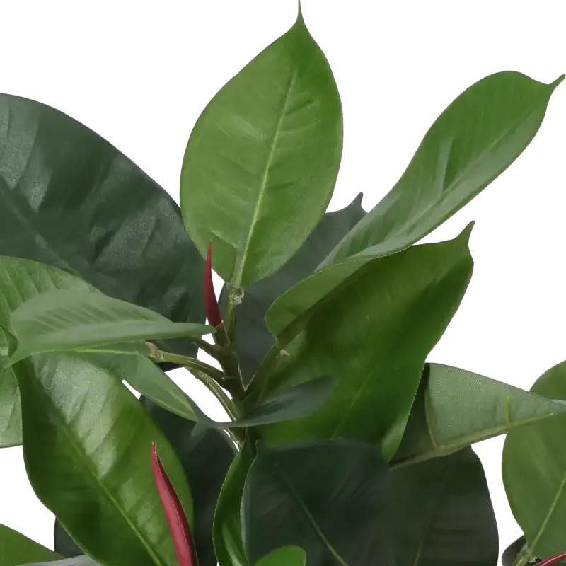 Closeup af Kunstig gummiplante - H: 38 cm.