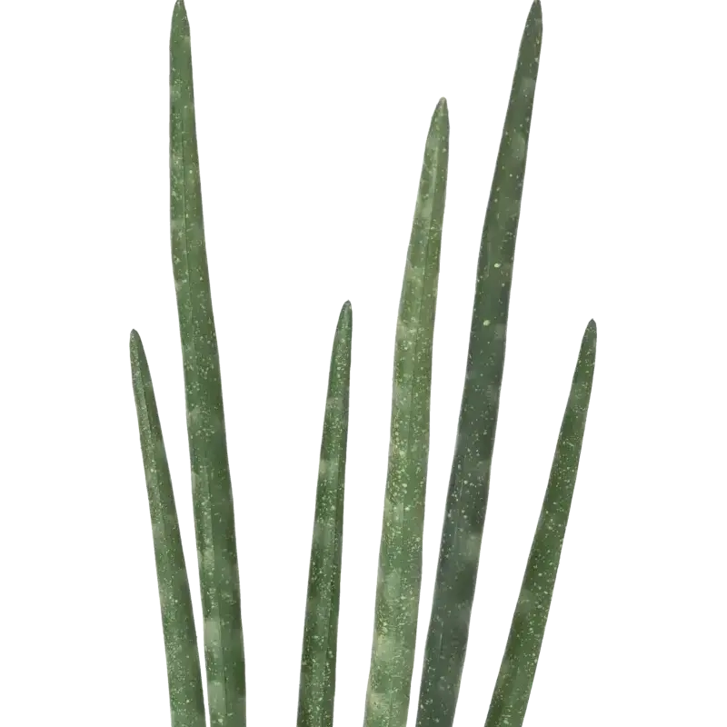 Closeup af Kunstig Sanseveria H: 40 cm.