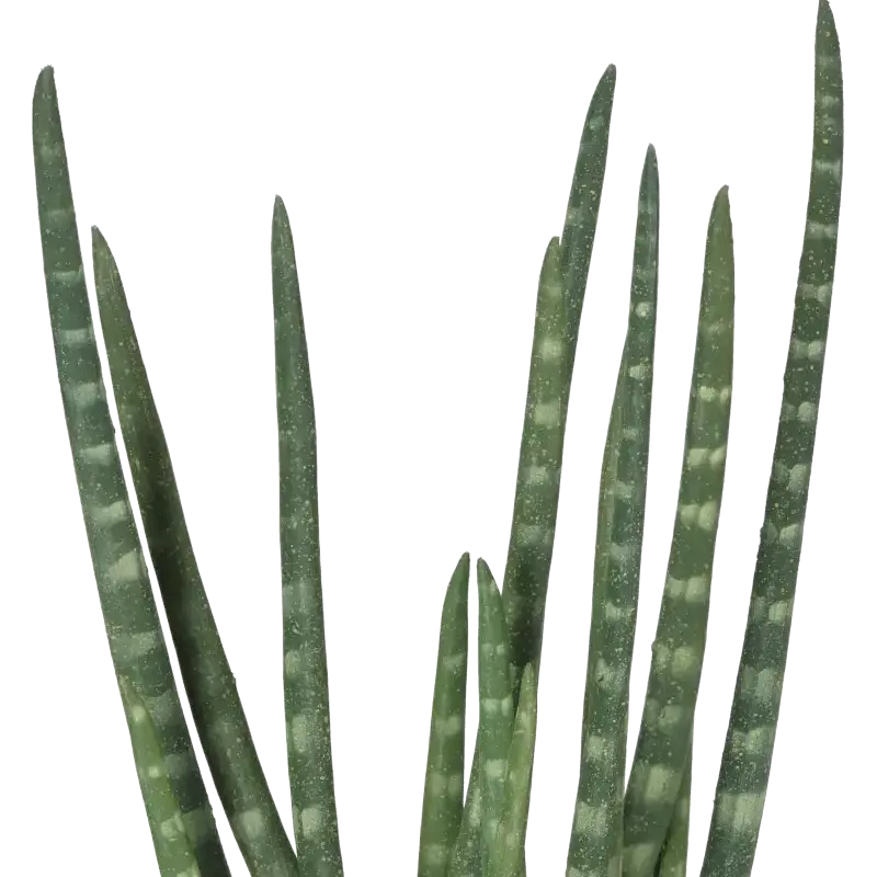 Closeup af Kunstig Sanseveria - H: 50 cm.