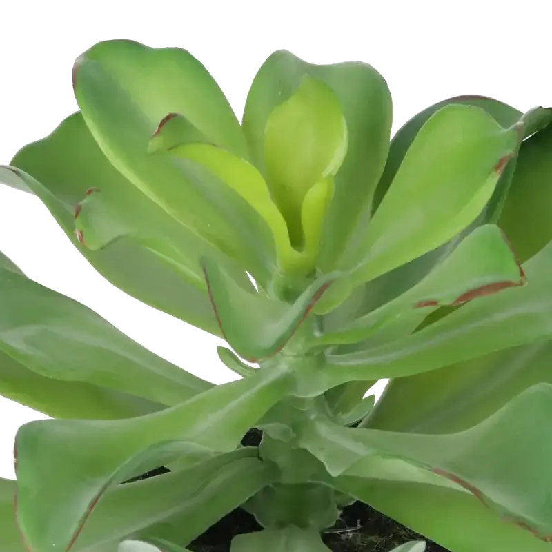 Closeup af Kunstig echeveria - H: 20 cm.