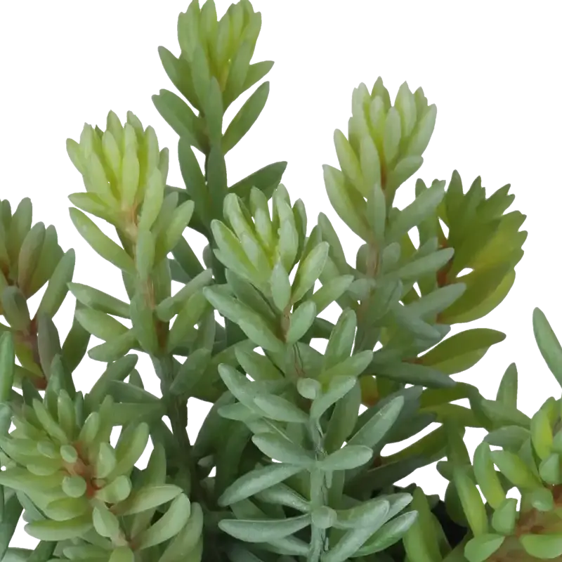 Closeup af Kunstig sukkulent plante - H: 18 cm.