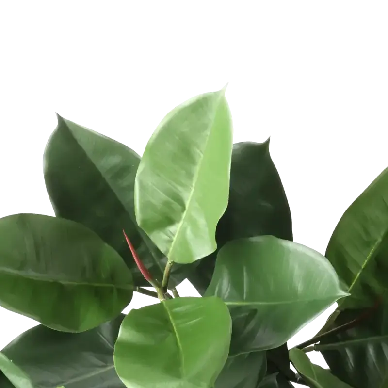 Closeup af Kunstig gummiplante gren FR L: 95 cm.