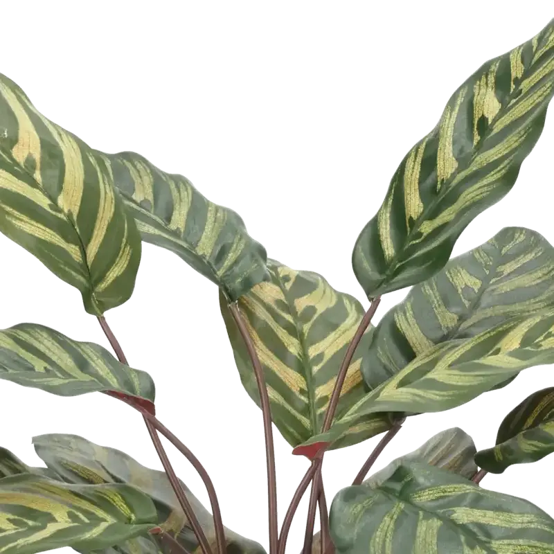Closeup af Kunstig calathea grøn/rød H: 58 cm.