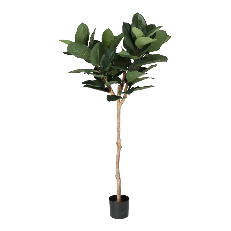 Kunstig gummiplante opstammet - H: 158 cm.