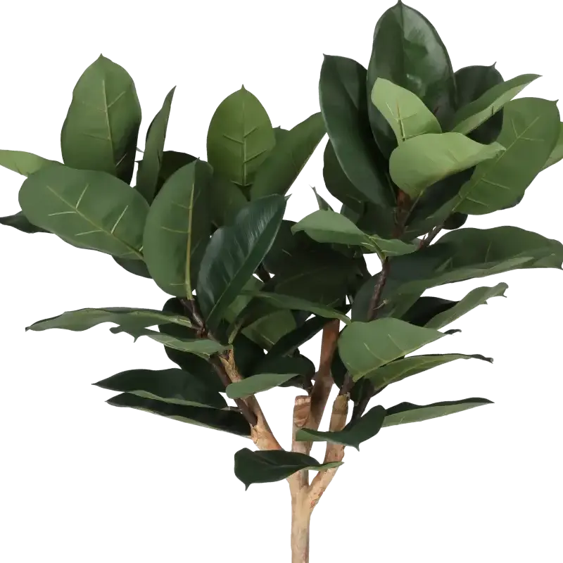 Closeup af Kunstig gummiplante opstammet H: 158 cm.