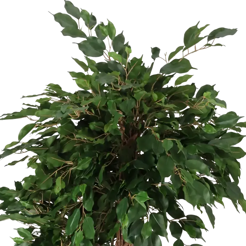 Closeup af Kunstig Ficus lian H: 140 cm.