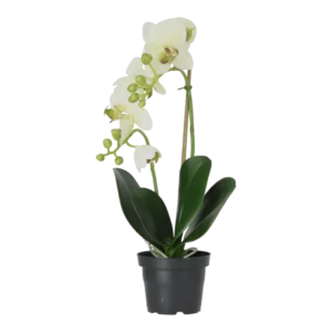 Kunstig orkidé creme-lime - H: 45 cm.