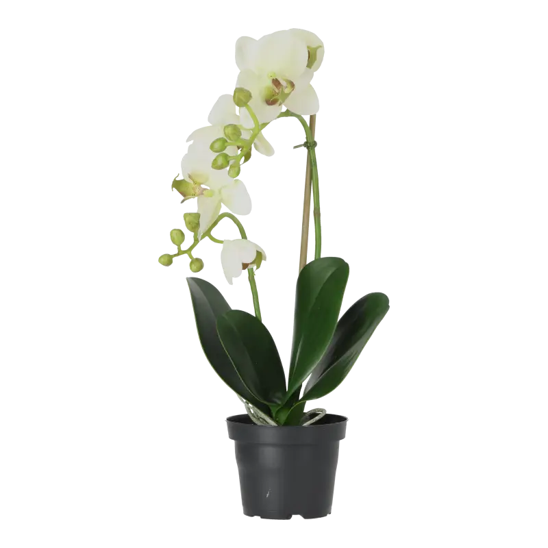 Kunstig orkidé creme-lime - H: 45 cm.