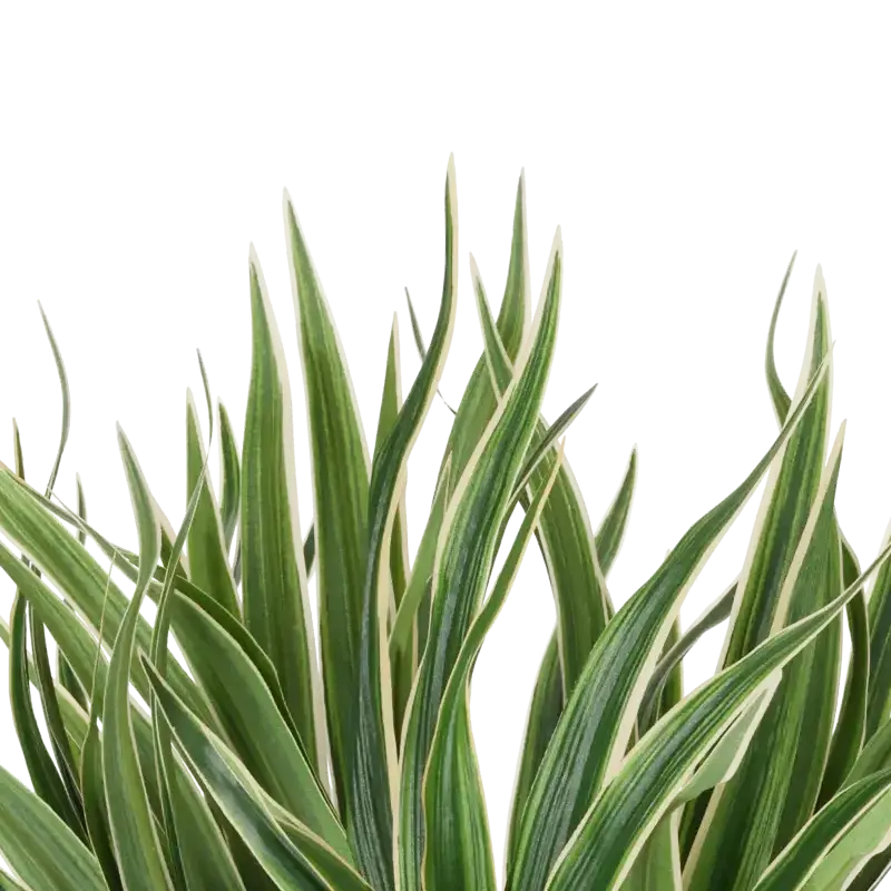 Closeup af Kunstig plante H: 30 cm.